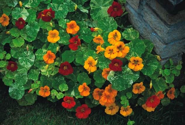 Wonderful Wallflowers: Clumber Gardener