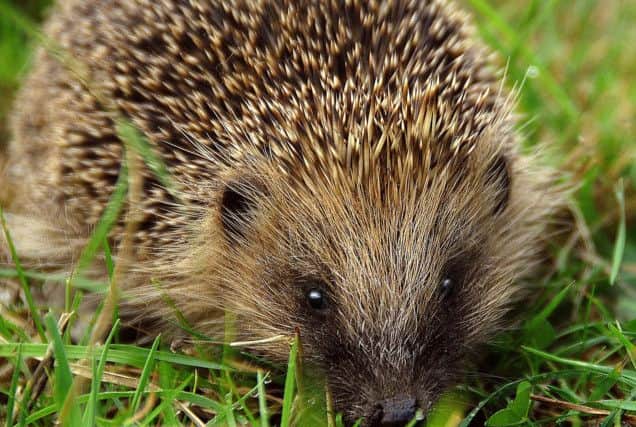 Discover more about hedgehogs at Idle Valley Nature Reserve on Thursday 30th May