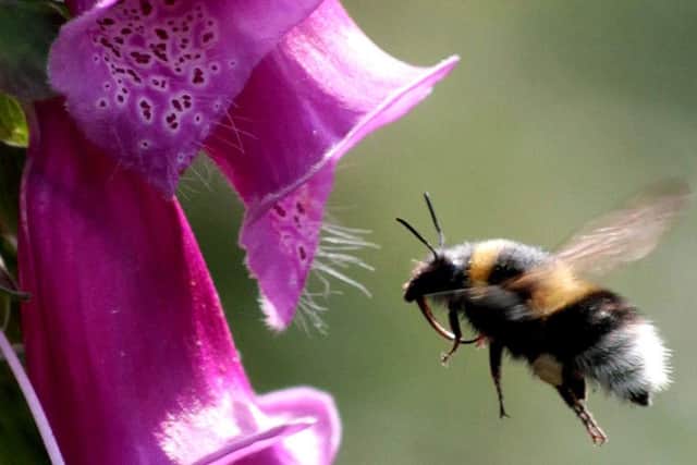 The humble bumble bee at Golden Acre Park by Ian Rowley from Cookridge