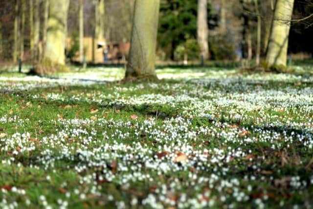 New season of snowdrops starts at Hodsock Priory