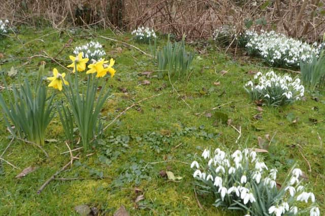 Daffodils are flowing alongside the snowdrops at Shireoaks Sports & Social Club