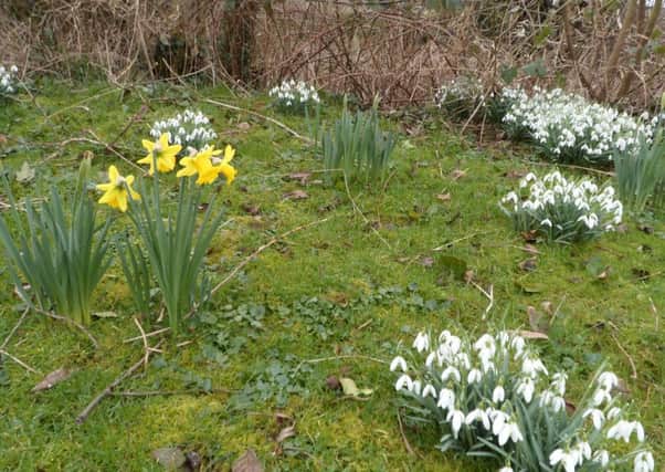 Daffodils are flowing alongside the snowdrops at Shireoaks Sports & Social Club
