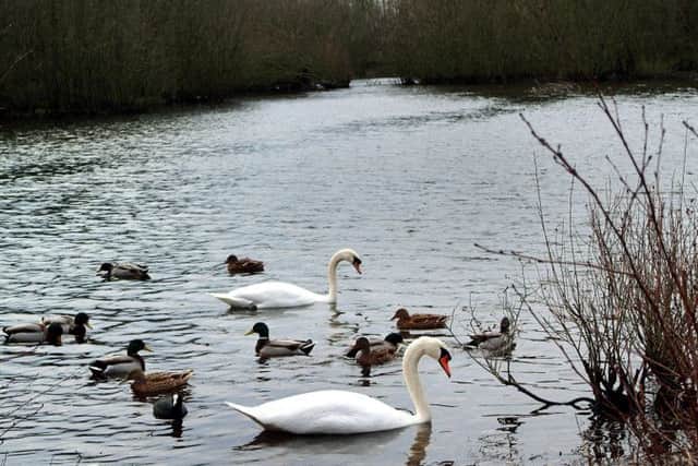 Notts Wildlife Trust wants Daneshill Forest left alone for the wildlife