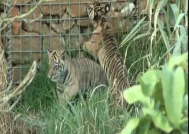 LONDON ZOO TIGER CUBS ENJOY FIRST PUBLIC OUTING