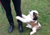 A St Bernard puppy