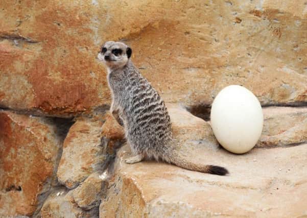 A meerkat by an Ostrich egg in the Meerkat and Mongoose mansion at the Yorkshire Wildlife Park near Doncaster. PRESS ASSOCIATION Photo. Picture date: Thursday April 17, 2014. Opened in time for Easter, the new enclosure is over 420 square meters and features heated outdoor rocks. See PA story ANIMALS Meerkats. Photo credit should read: Lynne Cameron/PA Wire