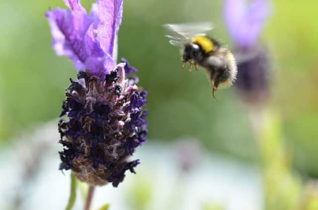 Reader pic

A bee buzzing around !

Andy Hutchinson of Bradford.
andyj81@hotmail.com