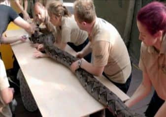 WATCH ZOO KEEPERS SCAN HUGE NINE STONE PYTHON