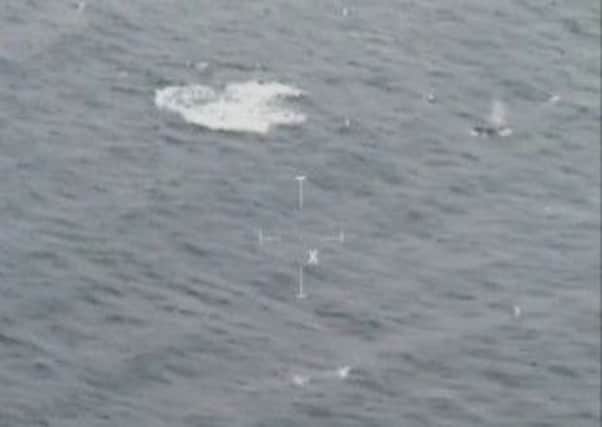 TWO RARE FIN WHALES CAUGHT ON CAMERA