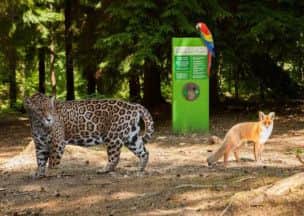 The Amazon comes to Sherwood Forest this Bank Holiday