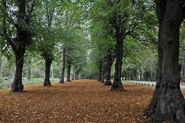 Clumber Park