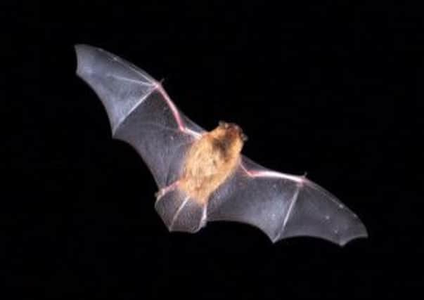Pipistrelle bat
