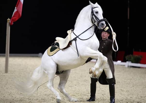 The Spanish Riding School of Vienna at Sheffield Motorpoint Arena