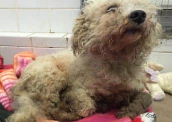 The dogs were covered in urine and faeces and couldn't even walk due to neglect