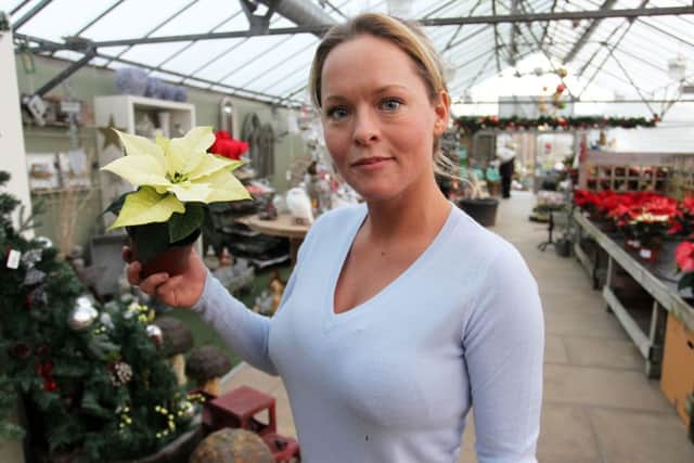 Guardian freebie offer of a Pointsettia plant at Darfoulds Nursery. Pictured with the offer is Rebecca Doyle.