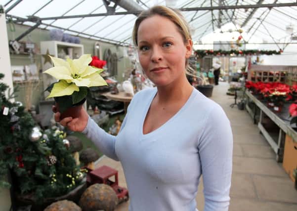 Guardian freebie offer of a Pointsettia plant at Darfoulds Nursery. Pictured with the offer is Rebecca Doyle.