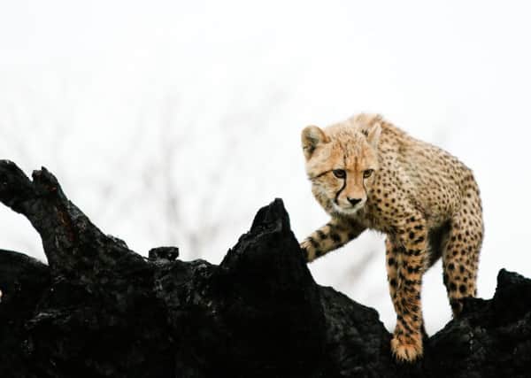 This picture of a young cheetah was one of the photographs that Worksop College student Will Clothier took that has been submitted for Young Wildlife Photographer of the Year competition
