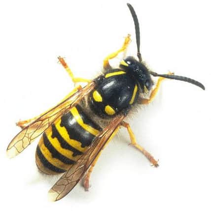 People have been warned to expect more wasps this year.