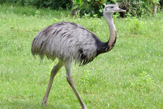 A rhea bird.