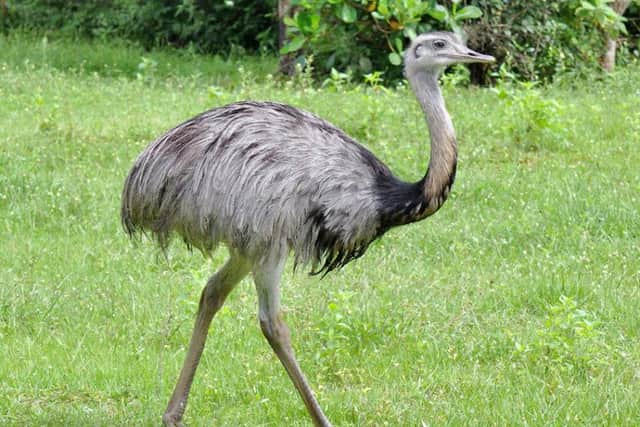 Reports of an ostrich type bird on the loose
