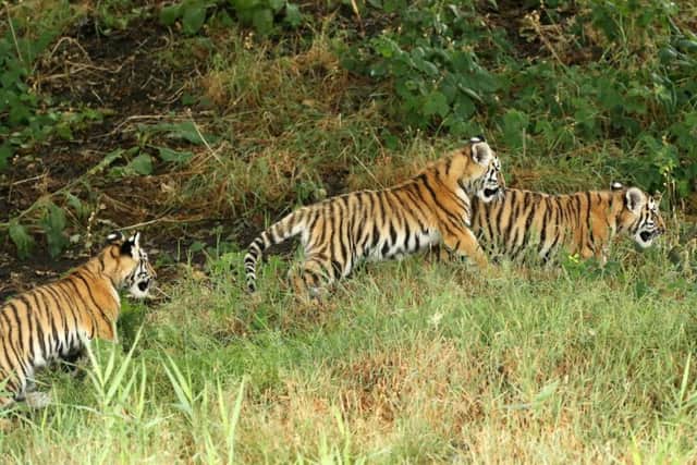 Hector, Harley and Hope, Amur tiger cubs at the Yorkshire Wildlife Park.