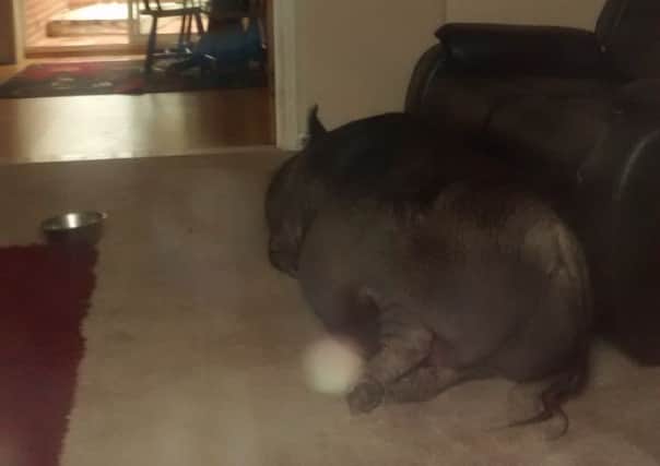 A landlord's tenant had been keeping this pig at his property