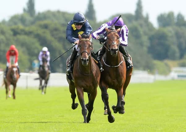 LEGER FANCIES -- Storm The Stars (left) and Bondi Beach battle it out for the Great Voltigeur Stakes at York last month. They renew rivalry in this Saturday's Ladbrokes St Leger at Doncaster (PHOTO BY: Anna Gowthorpe/PA Wire).