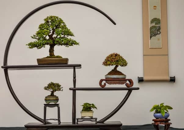 The winning entry in the Shohin bonsai display category which was won by Des.