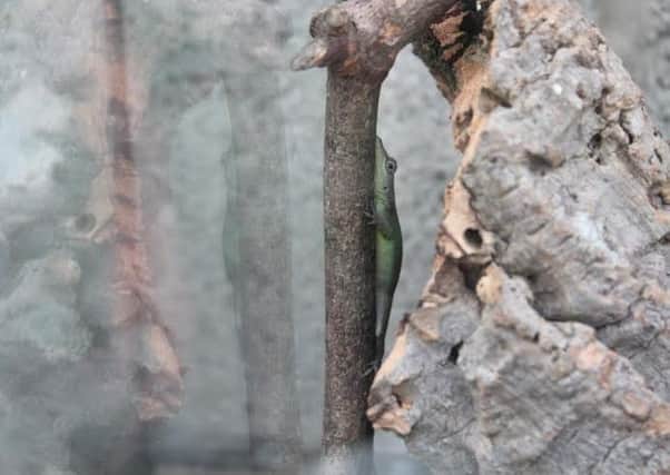 The Barbados Anole lizard has been handed into the Tropical Butterfly House at North Anston