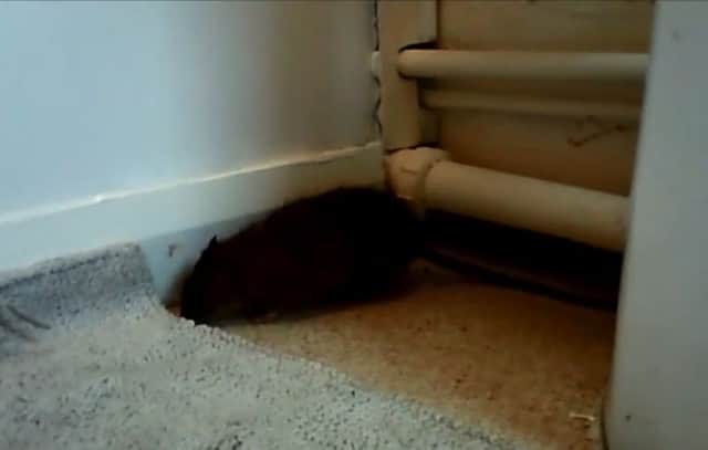 Screenshot of  secret video footage which found rats in a Broxtowe home