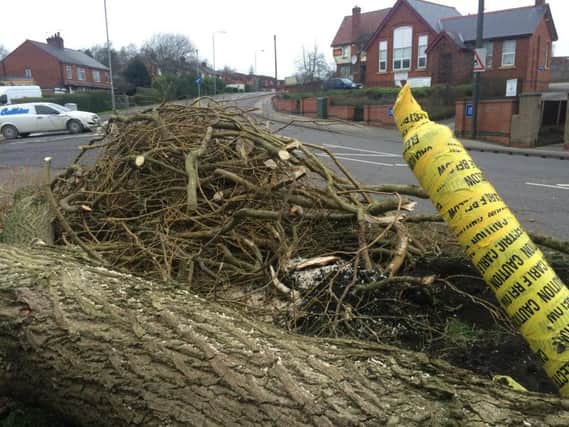 The remains of a tree which was blown over by strong winds on Alfreton Road - causing traffic chaos