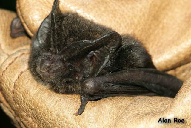 The Derbyshire Bat Group has discovered a new specias of bat in the region - the barbastelle. Credit: Alan Roe, the Derbyshire Bat Group