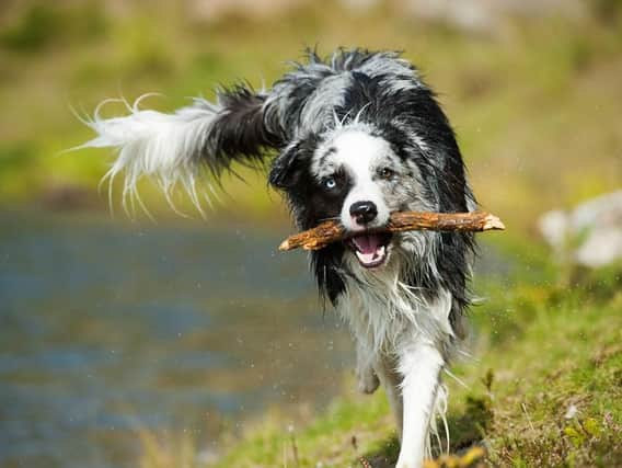 Dog owners have been warned about throwing sticks for their pets