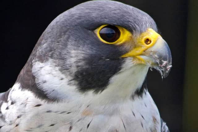 A Peregrine Falcon