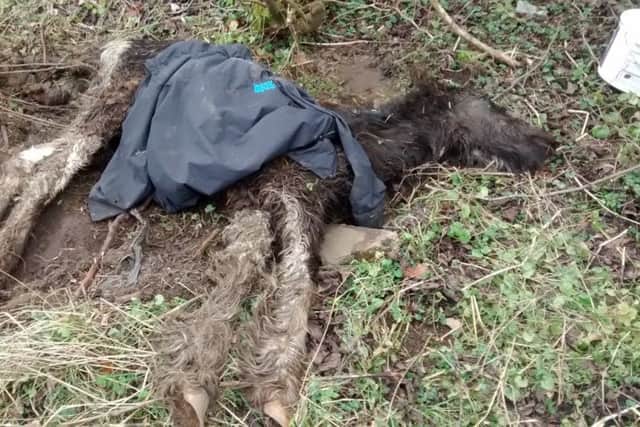 GRAPHIC IMAGE WARNING: Foal left to die in Derbyshire country lane. Images sent in by the RSPCA