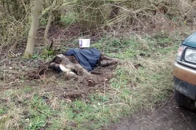 GRAPHIC IMAGE WARNING: Foal left to die in Derbyshire country lane. Images sent in by the RSPCA