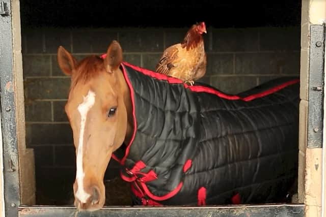 George and Phez the Chicken