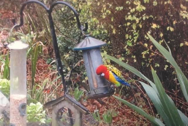 The lost parakeet