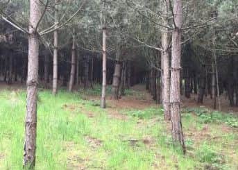Manton Woods