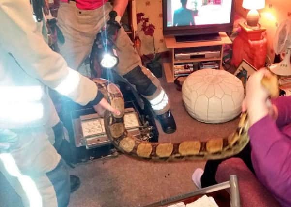 Billy the Boa Constrictor was trapped in a gas fire. Photo from @GainsboroughFRS