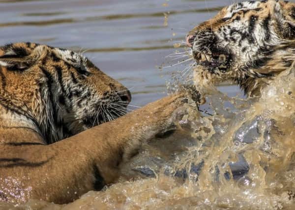 Amur tiger cubs keep cool at Yorkshire Wildlife Park. Picture: David Roberts