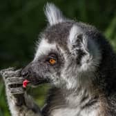 Lemurs are among the aninmal highlights of A Night In Africa at Yorkshire Wildlife Park