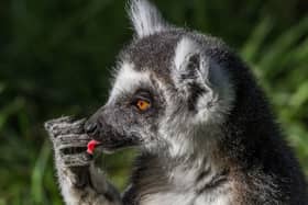 Lemurs are among the aninmal highlights of A Night In Africa at Yorkshire Wildlife Park