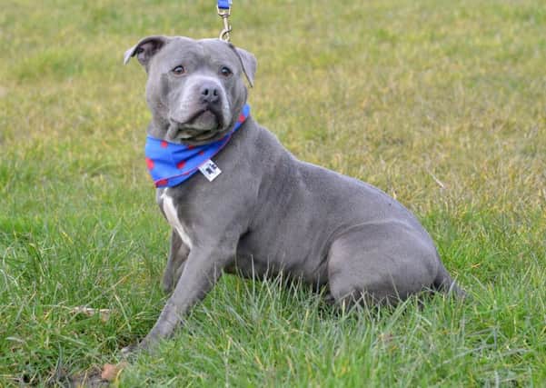 Tramp, a blue Staffy who was abandoned in Chesterfield.