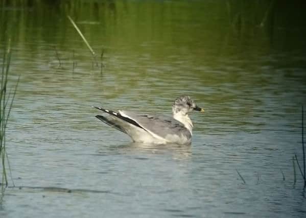 A Sabine's Gull spotted in New Bolsover (photo: Dave Newcombe).