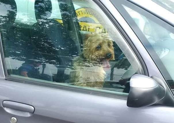 Gizmo trapped inside a car so police officers broke the window to rescue the dog.