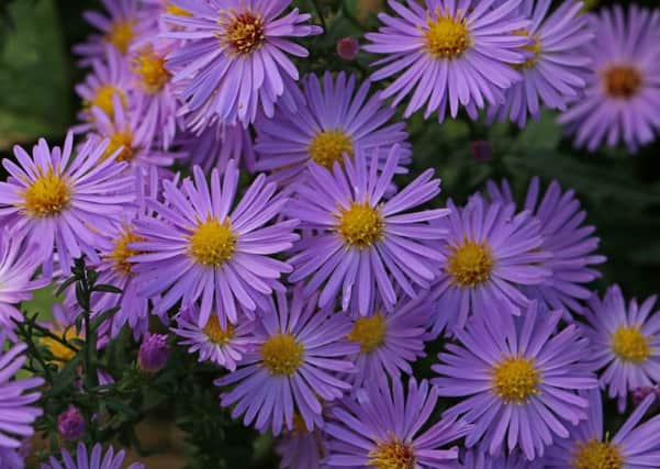 The aster, or Michaelmas daisy, is an ideal plant for autumn flower beds