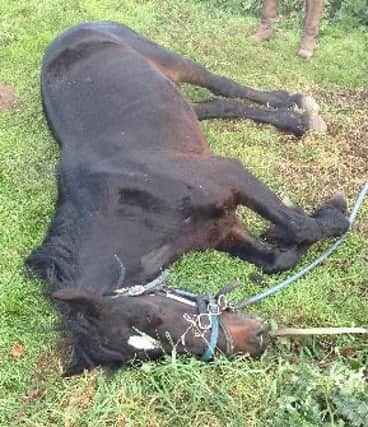 The RSPCA is appealing for information after a horse that was stuck in a canal was found suffering with exhaustion.