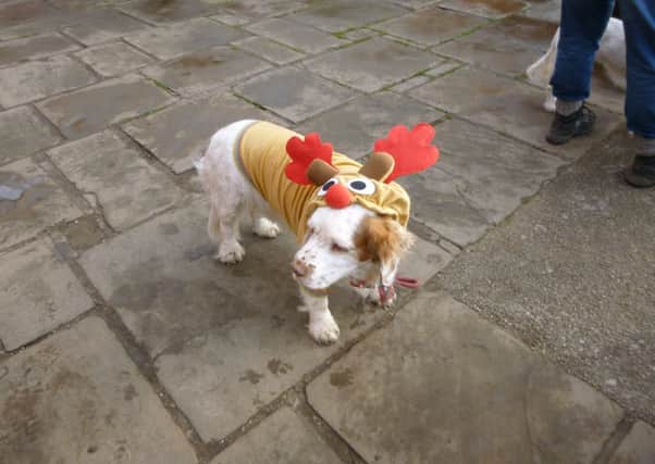 Clumber spaniels will taking part in the festive walk and fancy dress competition at Clumber Park this weekend