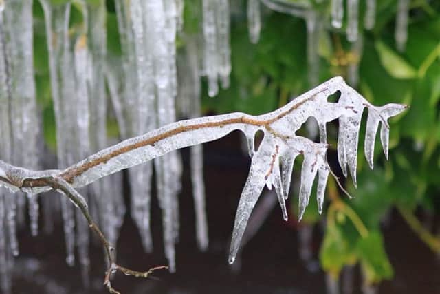 icicles